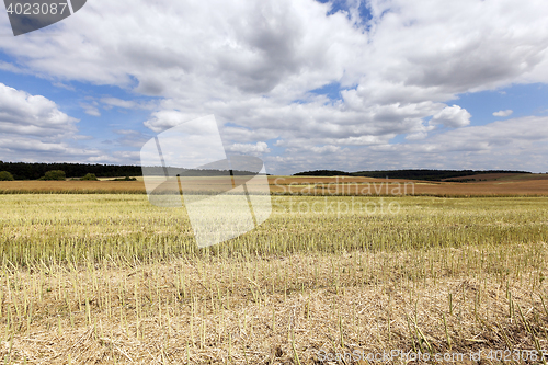 Image of collection rapeseed crop