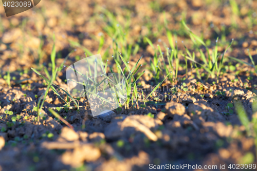 Image of young grass plants, close-up
