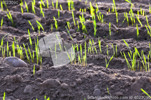 Image of young grass plants, close-up