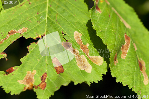 Image of yellowing leaves of chestnut