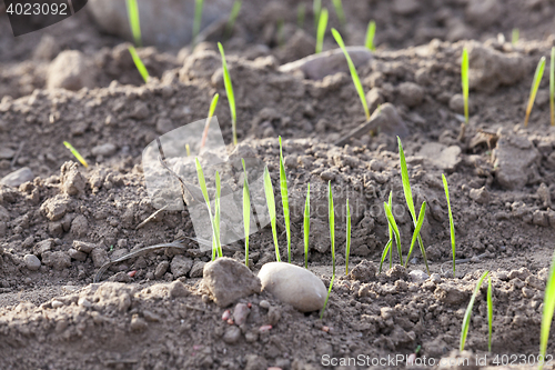 Image of young grass plants, close-up