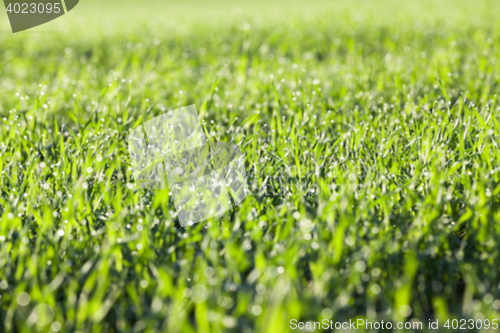 Image of young grass plants, close-up