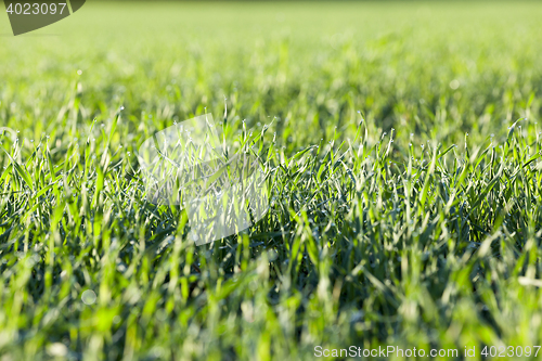 Image of young grass plants, close-up