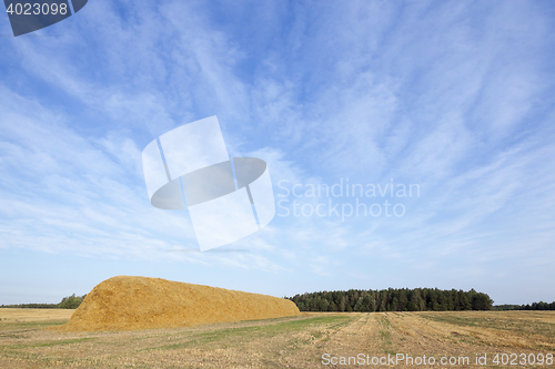 Image of stack of straw in the field