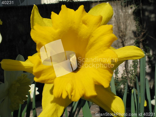 Image of Sun flower