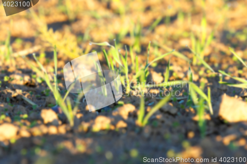 Image of young grass plants, close-up