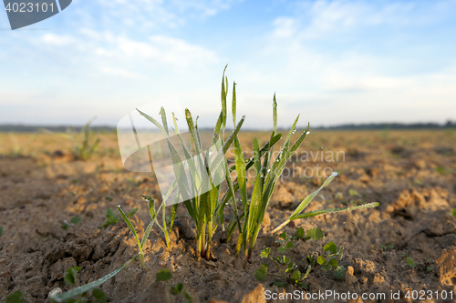 Image of young grass plants, close-up