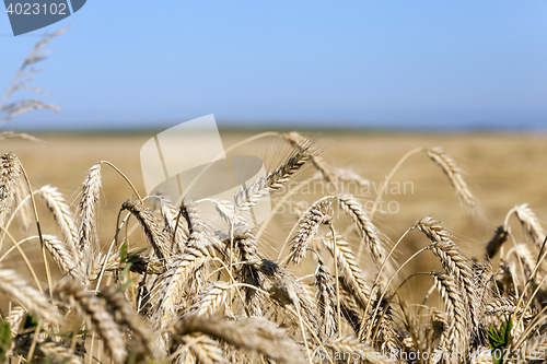 Image of farm field cereals