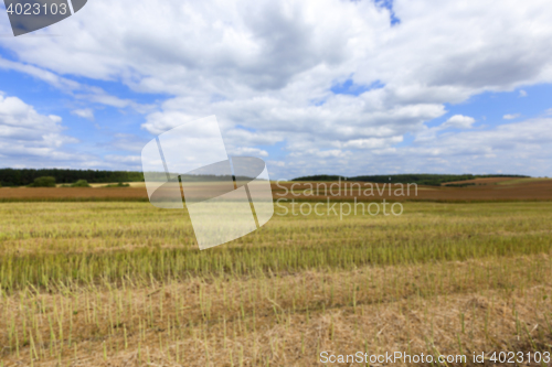 Image of collection rapeseed crop