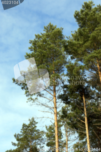 Image of photographed the tops of pines