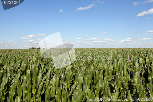 Image of Field with corn