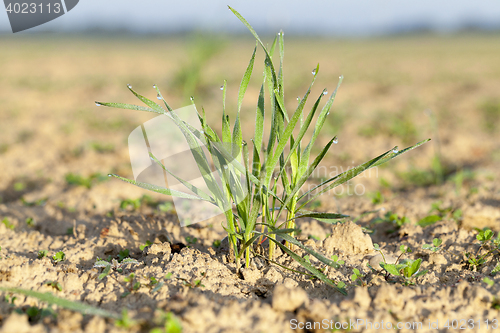 Image of young grass plants, close-up