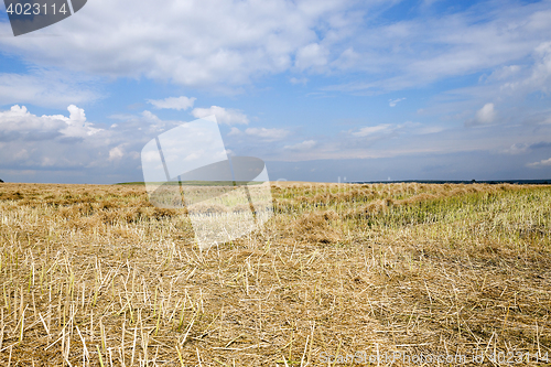 Image of harvesting of rape