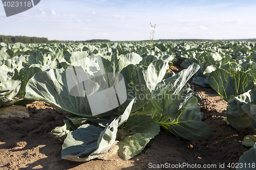 Image of green cabbage in a field