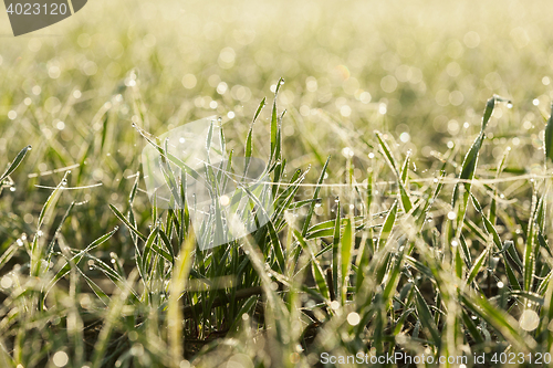 Image of young grass plants, close-up