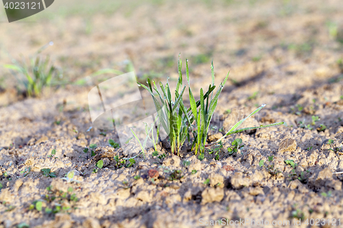Image of young grass plants, close-up