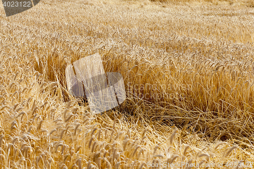 Image of destroyed by the storm wheat