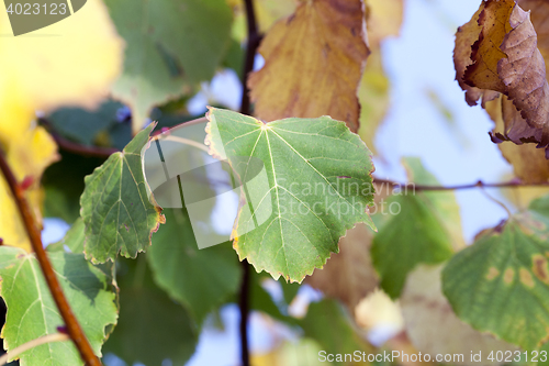 Image of yellowing foliage linden