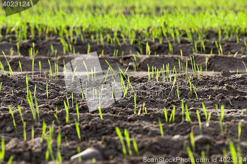 Image of young grass plants, close-up