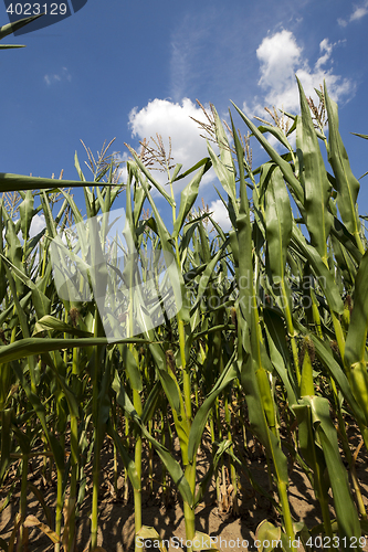 Image of Corn field, summer