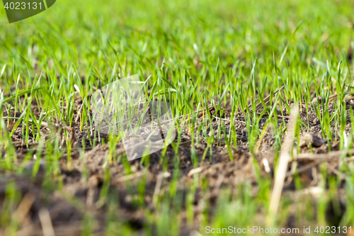 Image of young grass plants, close-up