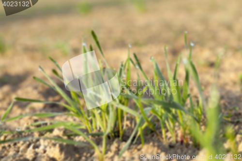 Image of young grass plants, close-up