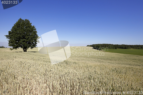 Image of ripe yellow cereals