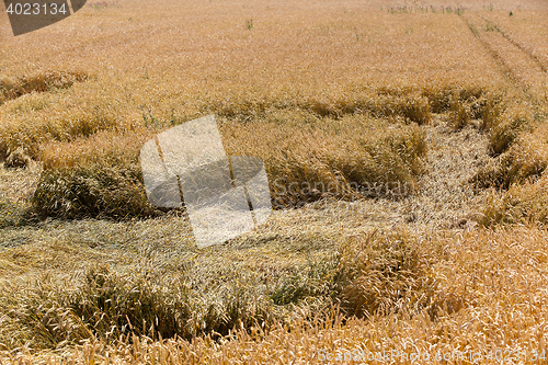 Image of destroyed by the storm wheat