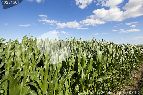 Image of Corn field, summer