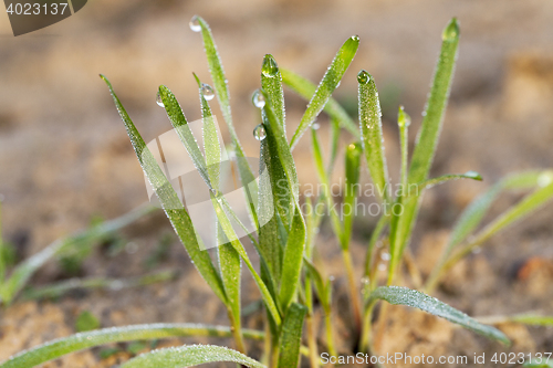 Image of young grass plants, close-up