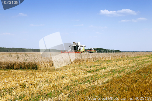 Image of cereals during harvest