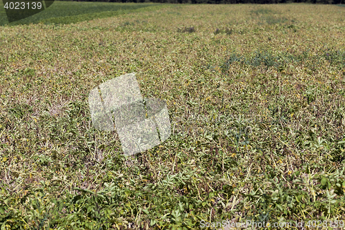 Image of Photo agriculture, Europe