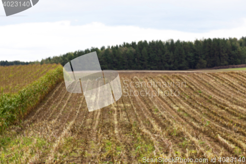 Image of collection corn crop, close-up