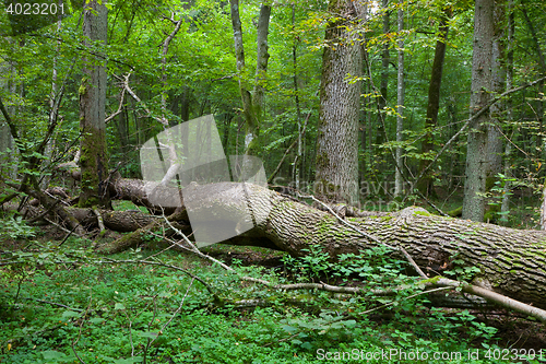 Image of Autumnal deciduous stand with dead tree