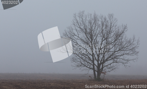 Image of Lonely tree in misty morning
