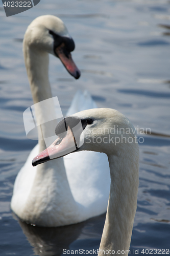 Image of Swan (Cygnini)