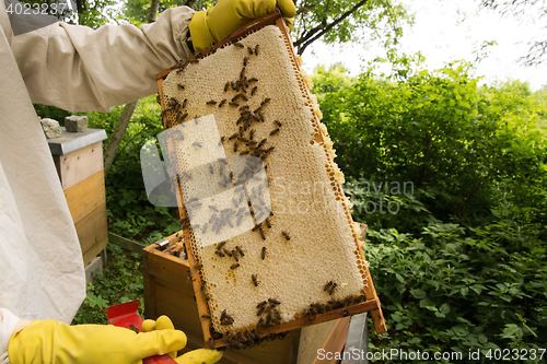 Image of Beekeeper