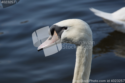 Image of Swan (Cygnini)