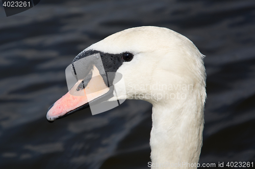 Image of Swan (Cygnini)
