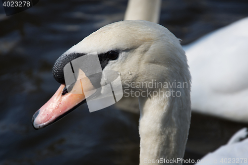 Image of Swan (Cygnini)