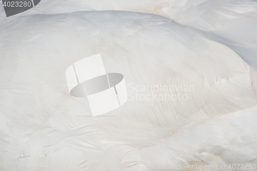 Image of Feather of a Swan (Cygnini)