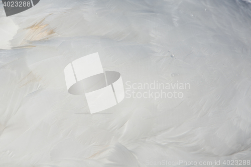 Image of Feather of a Swan (Cygnini)