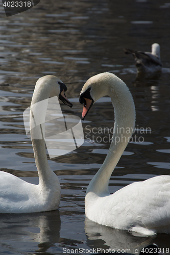 Image of Swan (Cygnini)