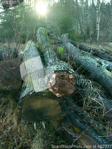 Image of Wood