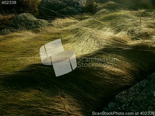 Image of Hairy grass