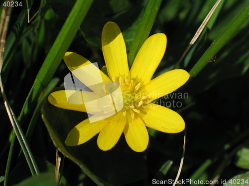 Image of Summer mountain flower