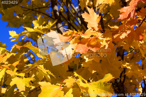 Image of autumn in the park