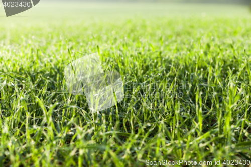 Image of young grass plants, close-up