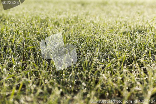 Image of young grass plants, close-up