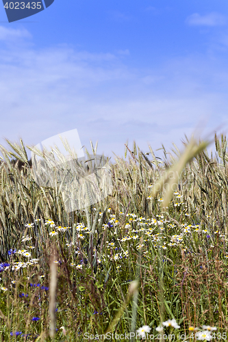 Image of flowers in the field